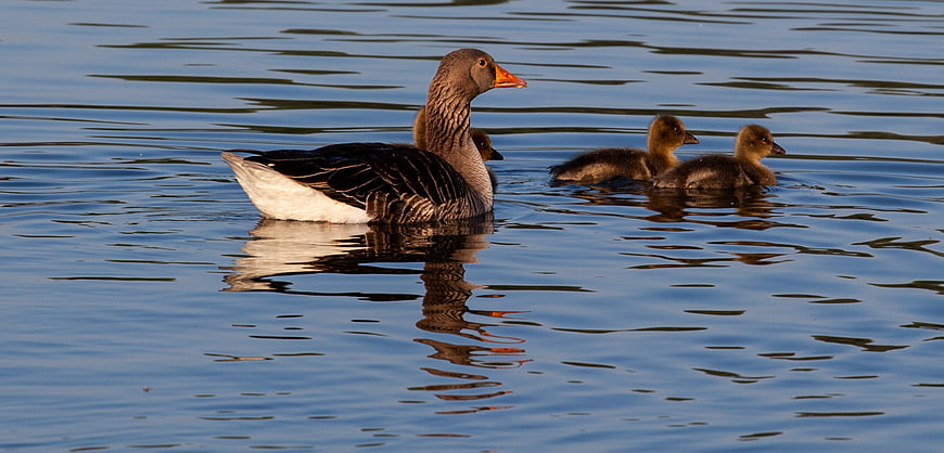Greylag Goose with Goslings Swimming in Lake