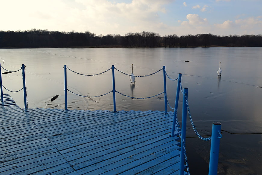 Blue wooden pier on frozen lake with swans in winter