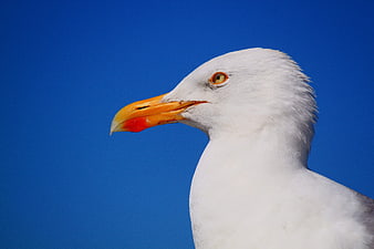 Close-up portrait of a seagull head against a clear blue sky