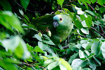 Green parrot perched in lush tropical foliage