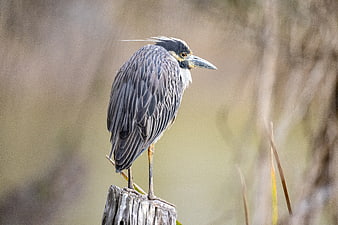 Yellow-crowned Night Heron perched on wooden post