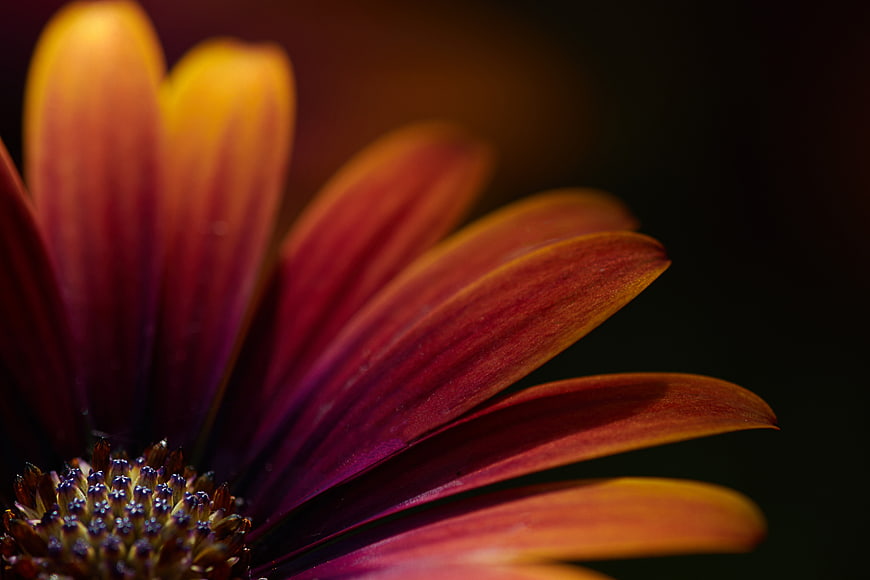 Close-up of a vibrant purple and yellow gerbera daisy flower