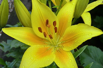 Close-up of a vibrant yellow lily with water droplets