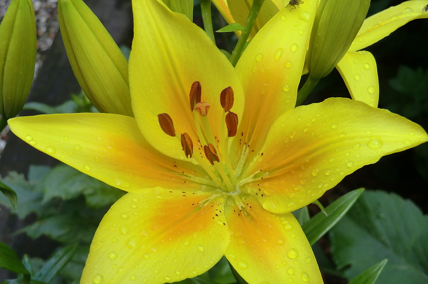 Close-up of a vibrant yellow lily with water droplets