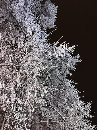 Frosted tree branches against dark night sky