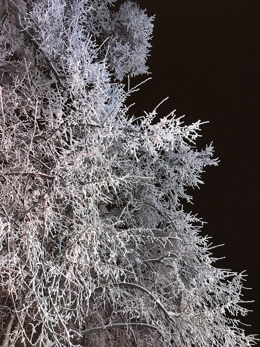 Frosted tree branches against dark night sky