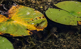 Green frog resting on lily pad in pond