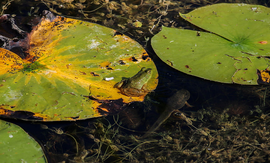 Green frog resting on lily pad in pond