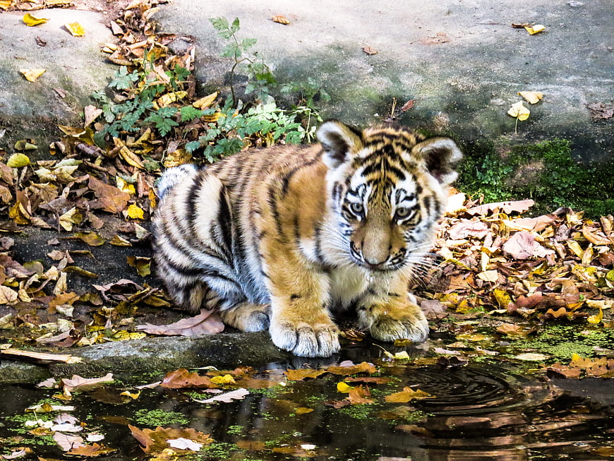 Cute tiger cub drinking water in autumn leaves
