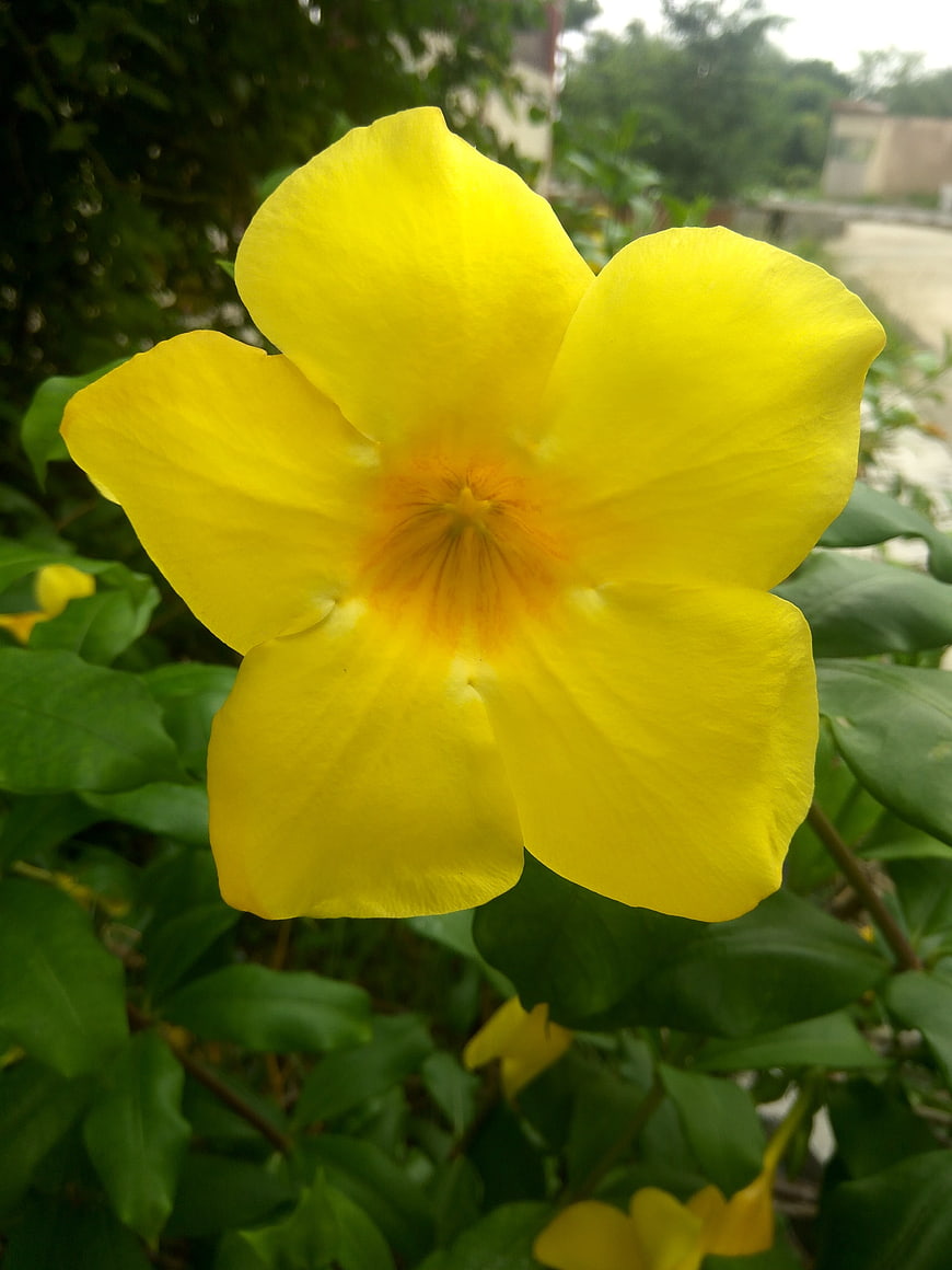 Close-up of a vibrant yellow Allamanda flower in a garden
