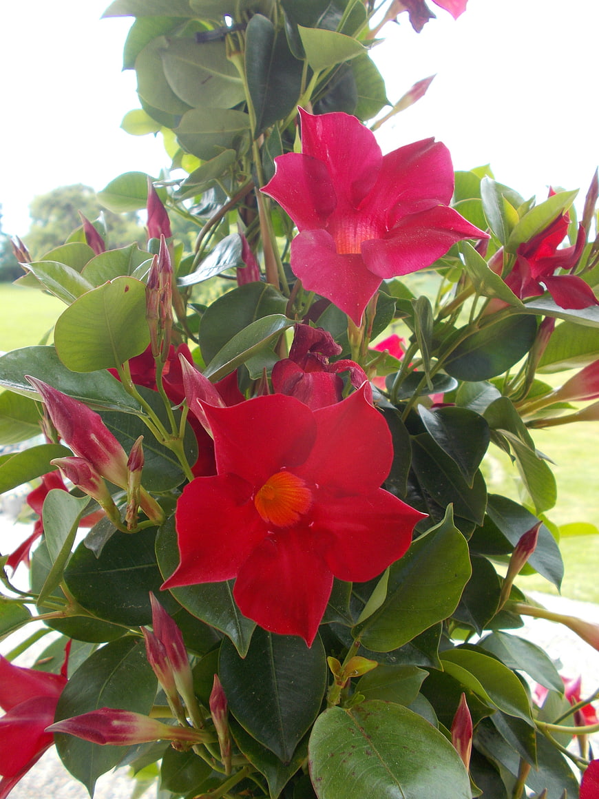 Vibrant Red Mandevilla Flowers with Green Leaves