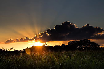 Dramatic sunset with sun rays over a cornfield