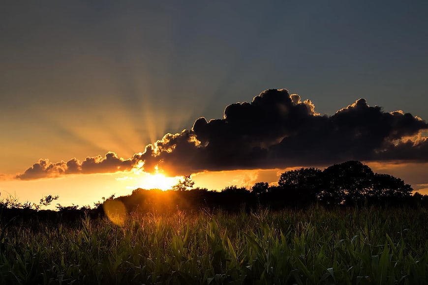 Dramatic sunset with sun rays over a cornfield