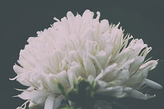 Close-up of a white chrysanthemum flower on dark background