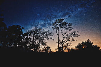 Milky Way Galaxy Over Silhouetted Trees at Night