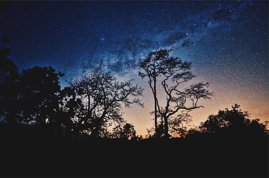 Milky Way Galaxy Over Silhouetted Trees at Night