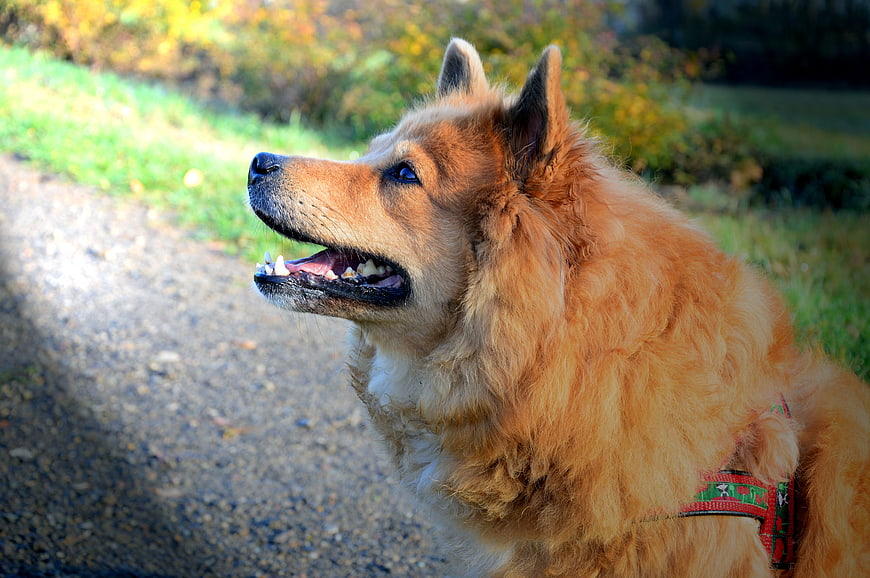 Fluffy Golden Dog Portrait In Autumn Park