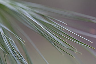 Close-up of green pine needles with soft blurred background