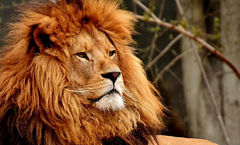 Majestic male lion portrait with golden mane in profile