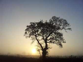 Silhouette of Solitary Tree in Misty Sunrise Landscape