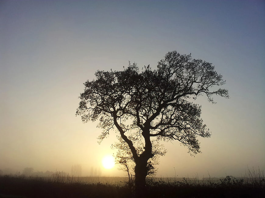 Silhouette of Solitary Tree in Misty Sunrise Landscape