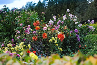 Colorful Dahlia Garden with Pink, Orange, and Yellow Blooms