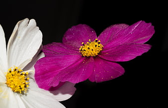 Vibrant Purple and White Cosmos Flowers on Black Background