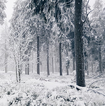 Snowy Winter Forest with Frosty Trees and Snow-Covered Ground