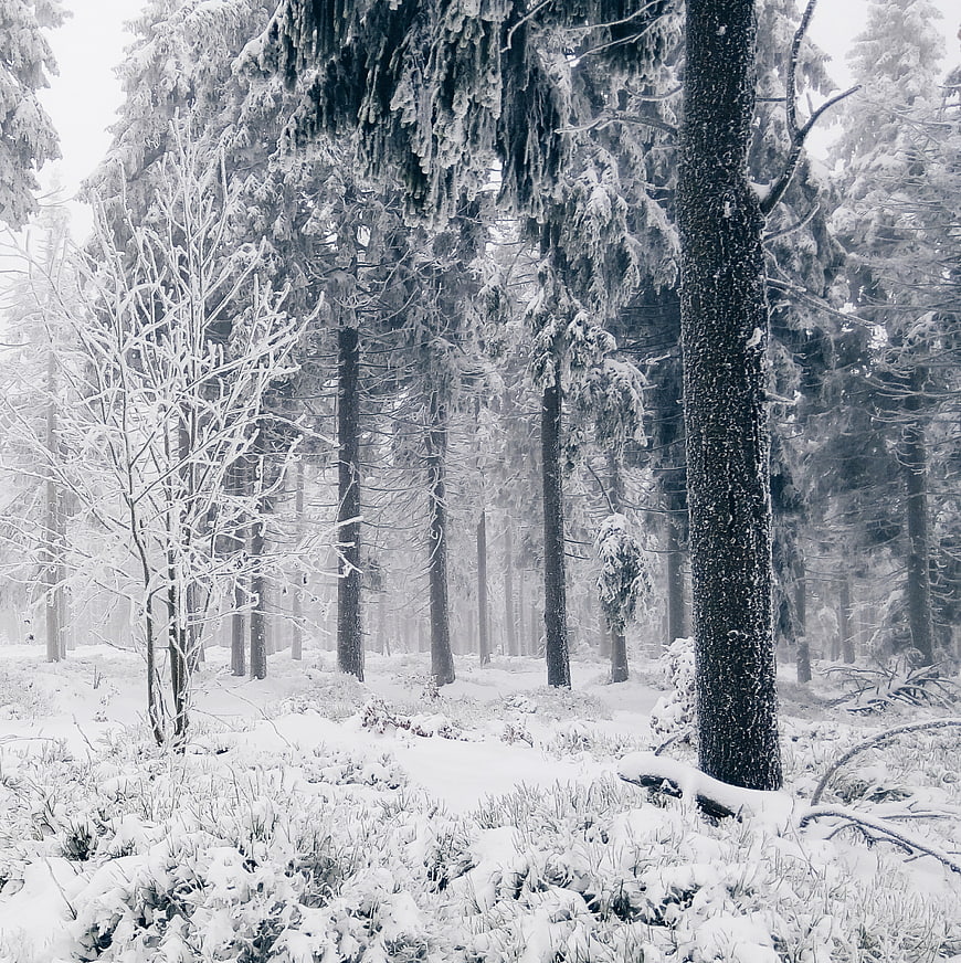 Snowy Winter Forest with Frosty Trees and Snow-Covered Ground