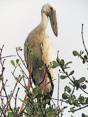 Asian Openbill Stork Perched in Mangrove Tree