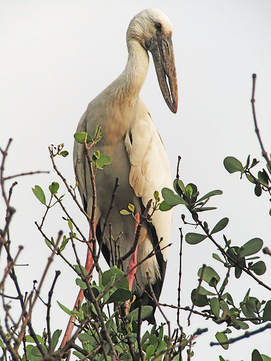 Asian Openbill Stork Perched in Mangrove Tree
