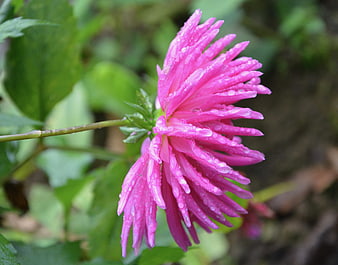 Pink Dahlia Flower with Raindrops in Garden