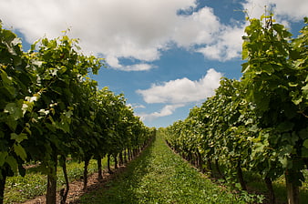 Symmetrical Vineyard Rows Under Blue Sky with Clouds