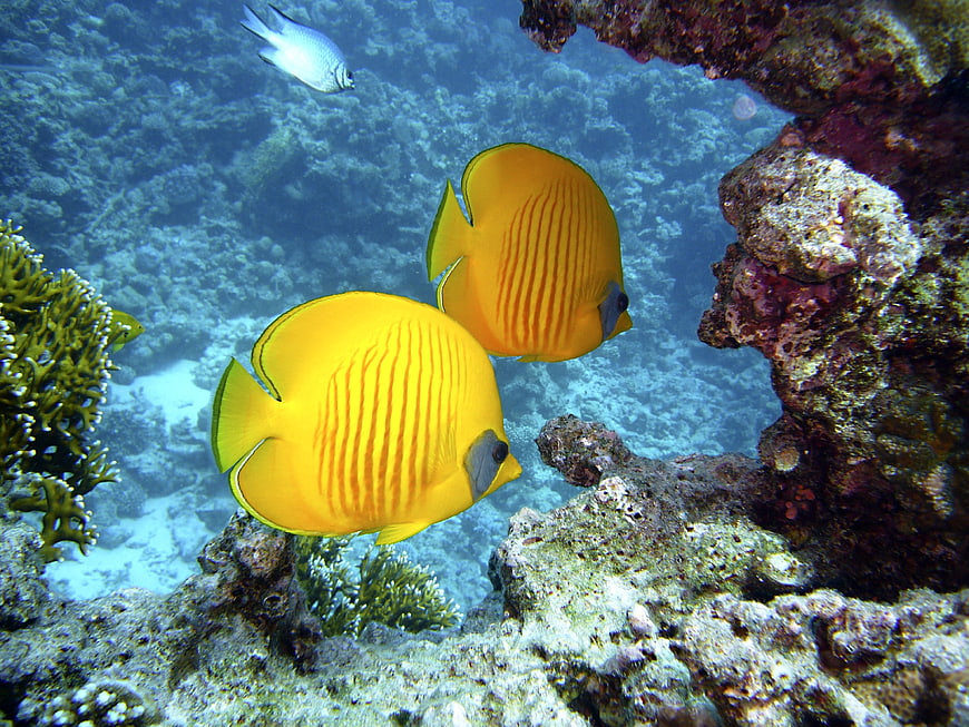 Two Yellow Butterflyfish Swimming Near Coral Reef Underwater
