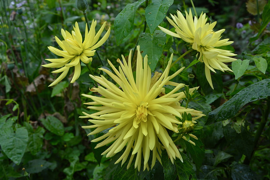 Vibrant yellow dahlia flowers blooming in a lush green garden