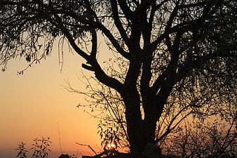 Silhouette of large tree against orange sunset sky