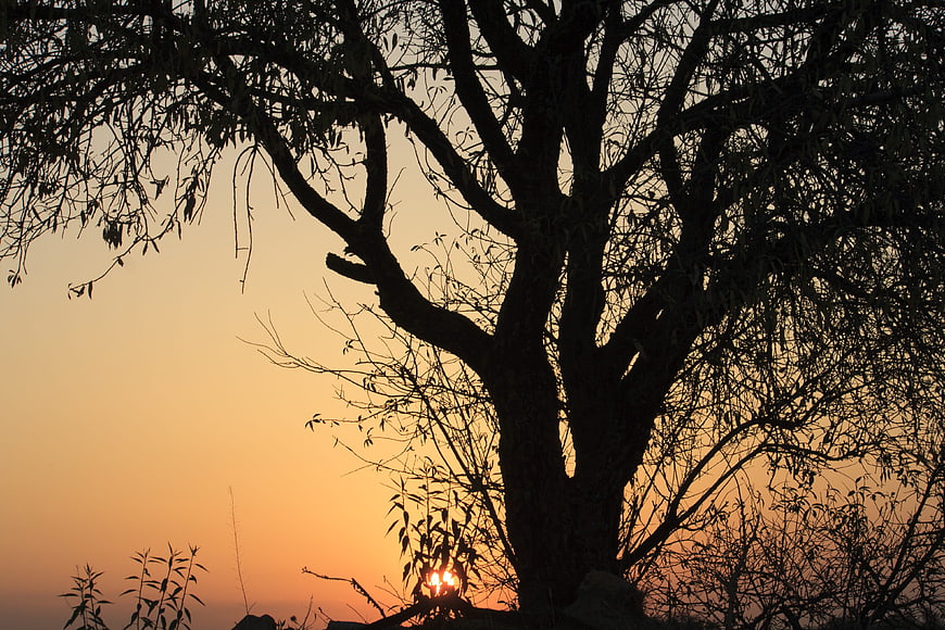 Silhouette of large tree against orange sunset sky