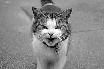 Angry Tabby Cat Hissing in Black and White Portrait
