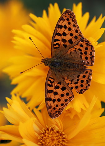 Fritillary butterfly perched on a vibrant yellow flower in close-up