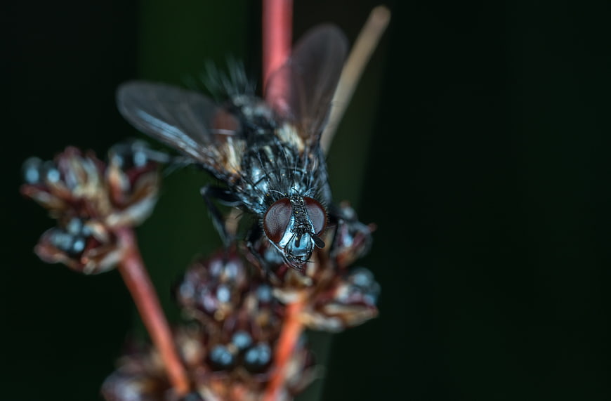 Macro Close-Up of a Fly on a Plant Stem