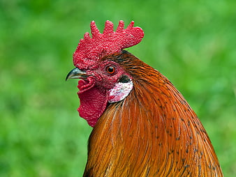 Close-up portrait of a rooster head with red comb