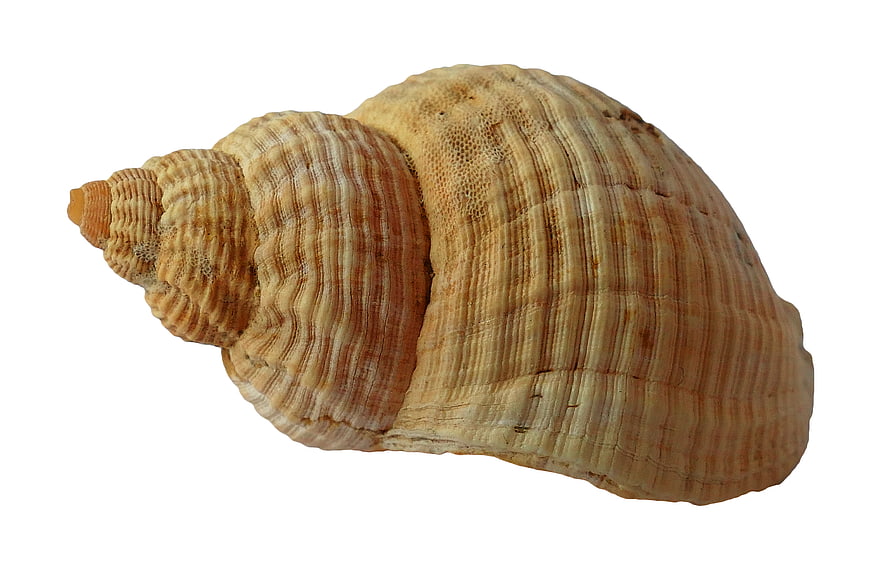 Detailed textured seashell isolated on white background