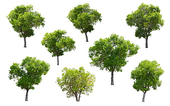 Isolated Green Deciduous Trees On White Background
