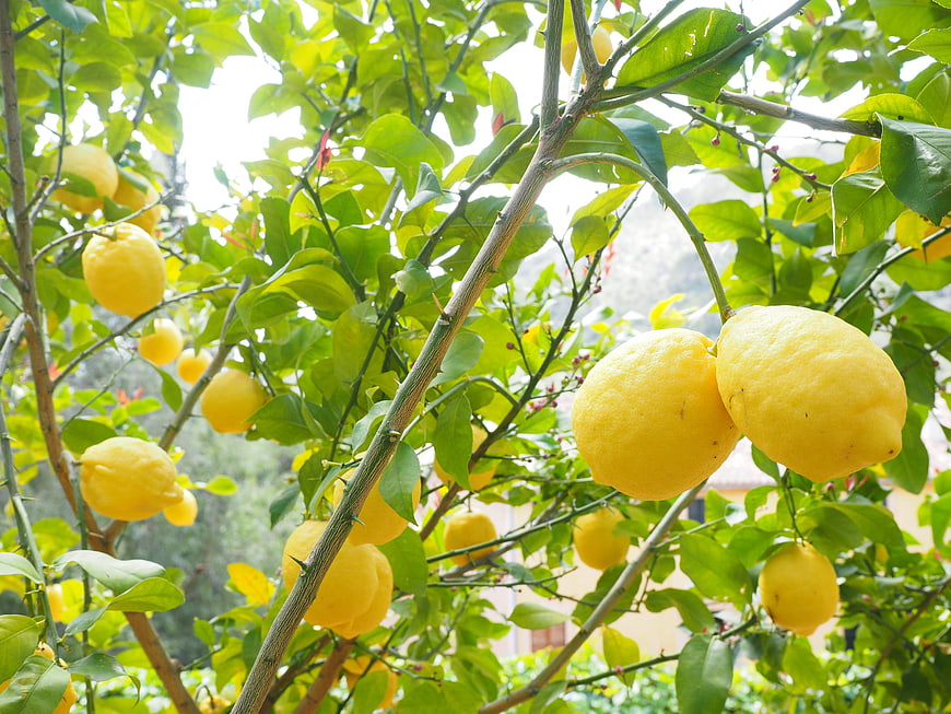 Ripe Yellow Lemons Hanging on a Tree Branch