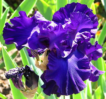 Vibrant purple bearded iris flower in garden sunlight