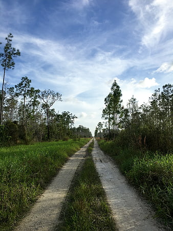 Dirt road leading through pine forest under blue sky