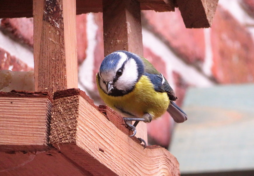 Eurasian Blue Tit perched on wooden bird feeder