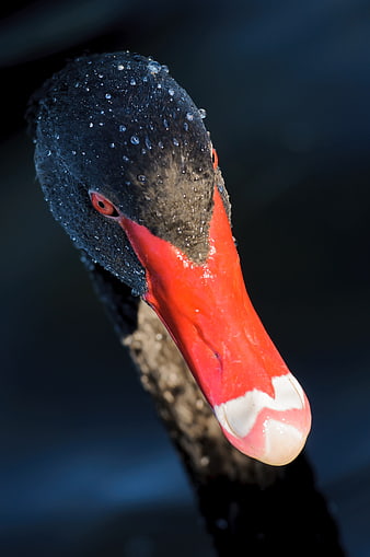 Close-up Portrait of Black Swan with Red Beak and Water Droplets