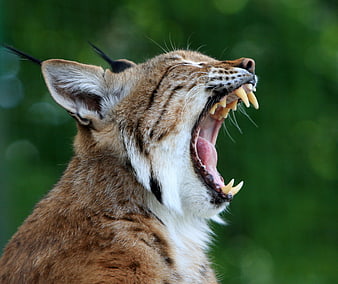 Close-up of a lynx yawning with sharp teeth visible