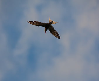 Arctic tern flying overhead against blue sky